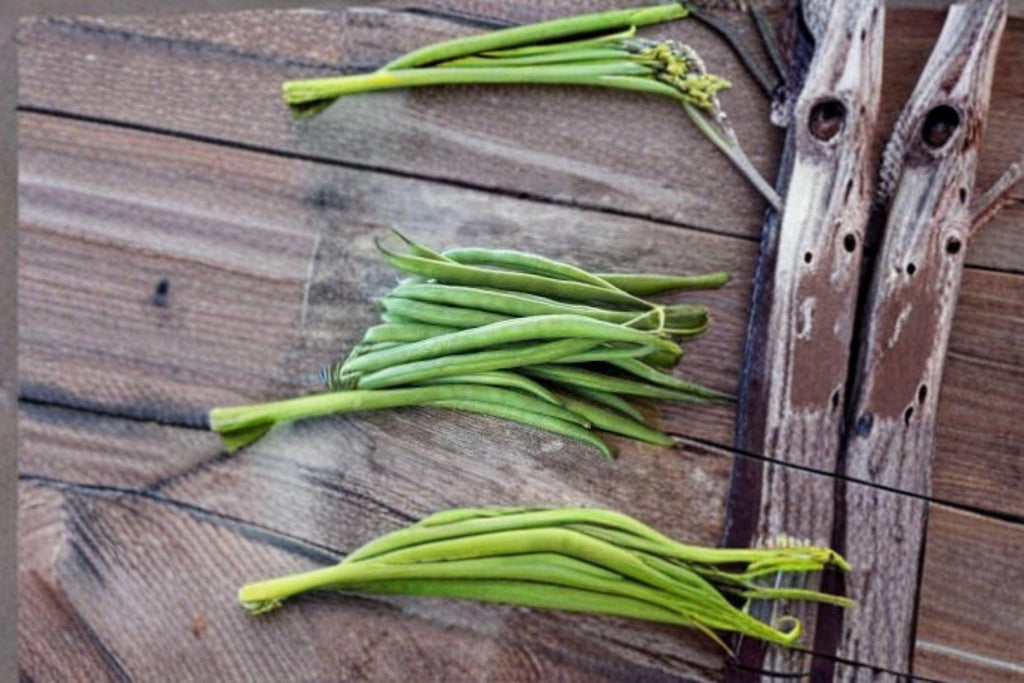 Petite Filet French Bean 30 Seeds | Gourmet Bush Bean | Extra-Slender Pods | Tender & Flavorful