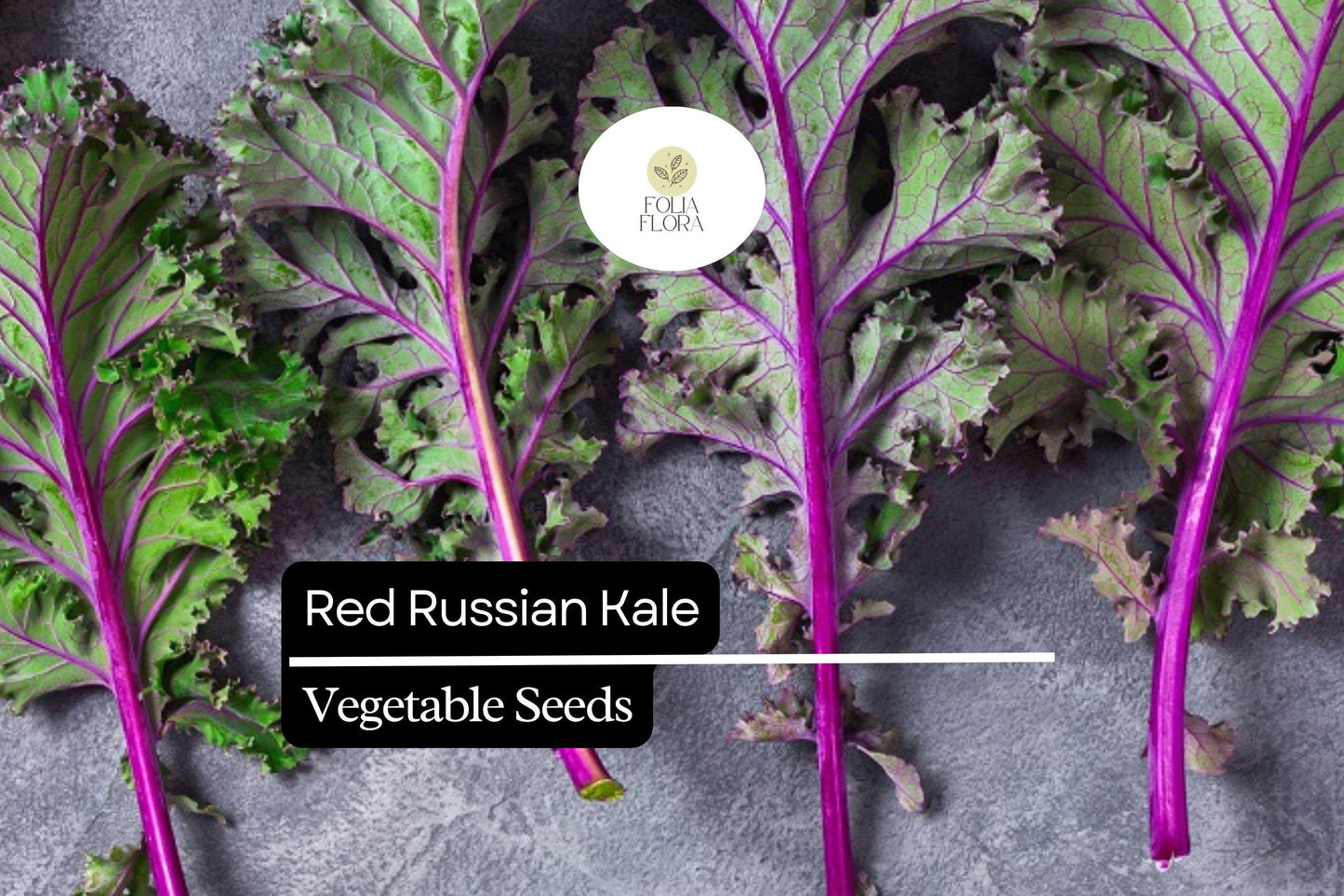500 Red Russian Kale Seeds – Brassica napus – Heirloom, Tender & Sweet, Cold-Hardy, Fast-Growing