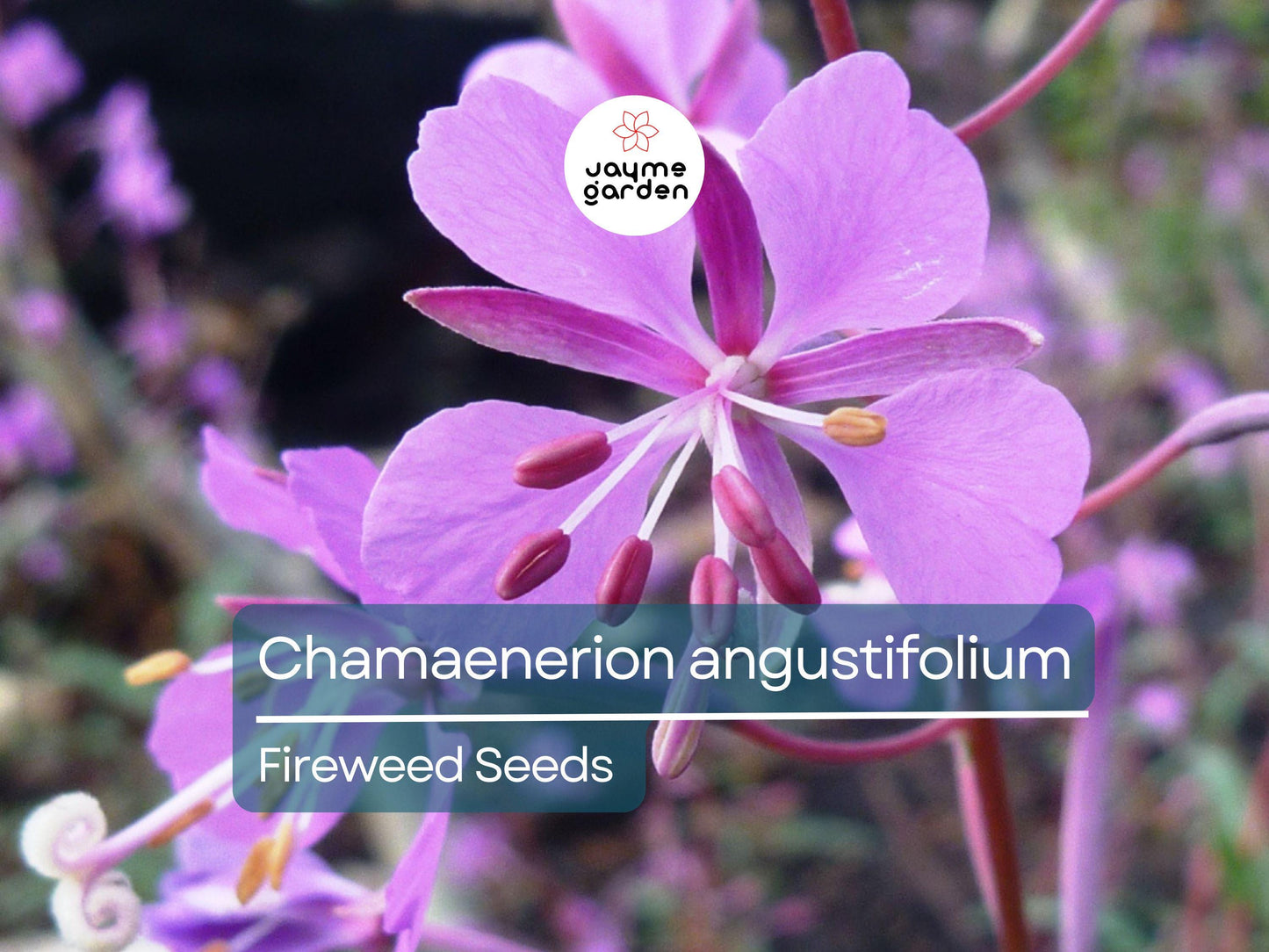 500 Seeds Chamaenerion Angustifolium | Fireweed Seeds for Planting | Willow Herb | Magenta Flower | Pollinator Attracting Fast Grower