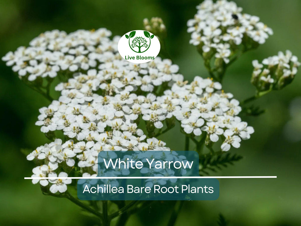 1 White Yarrow Plant – Achillea Millefolium Bare Root Perennial, Herb, Pollinator Friendly, Drought Tolerant Garden Flower
