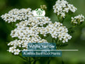 1 White Yarrow Plant – Achillea Millefolium Bare Root Perennial, Herb, Pollinator Friendly, Drought Tolerant Garden Flower