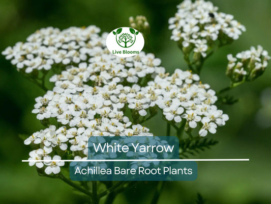 1 White Yarrow Plant – Achillea Millefolium Bare Root Perennial, Herb, Pollinator Friendly, Drought Tolerant Garden Flower