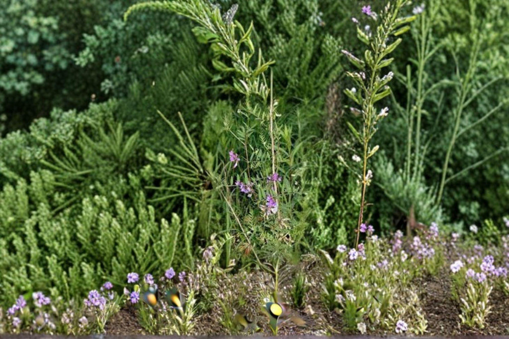 American Vetch – Vicia americana 25 Seeds | Native Nitrogen-Fixing Vine | Purple Blooms | Pollinator & Soil Builder