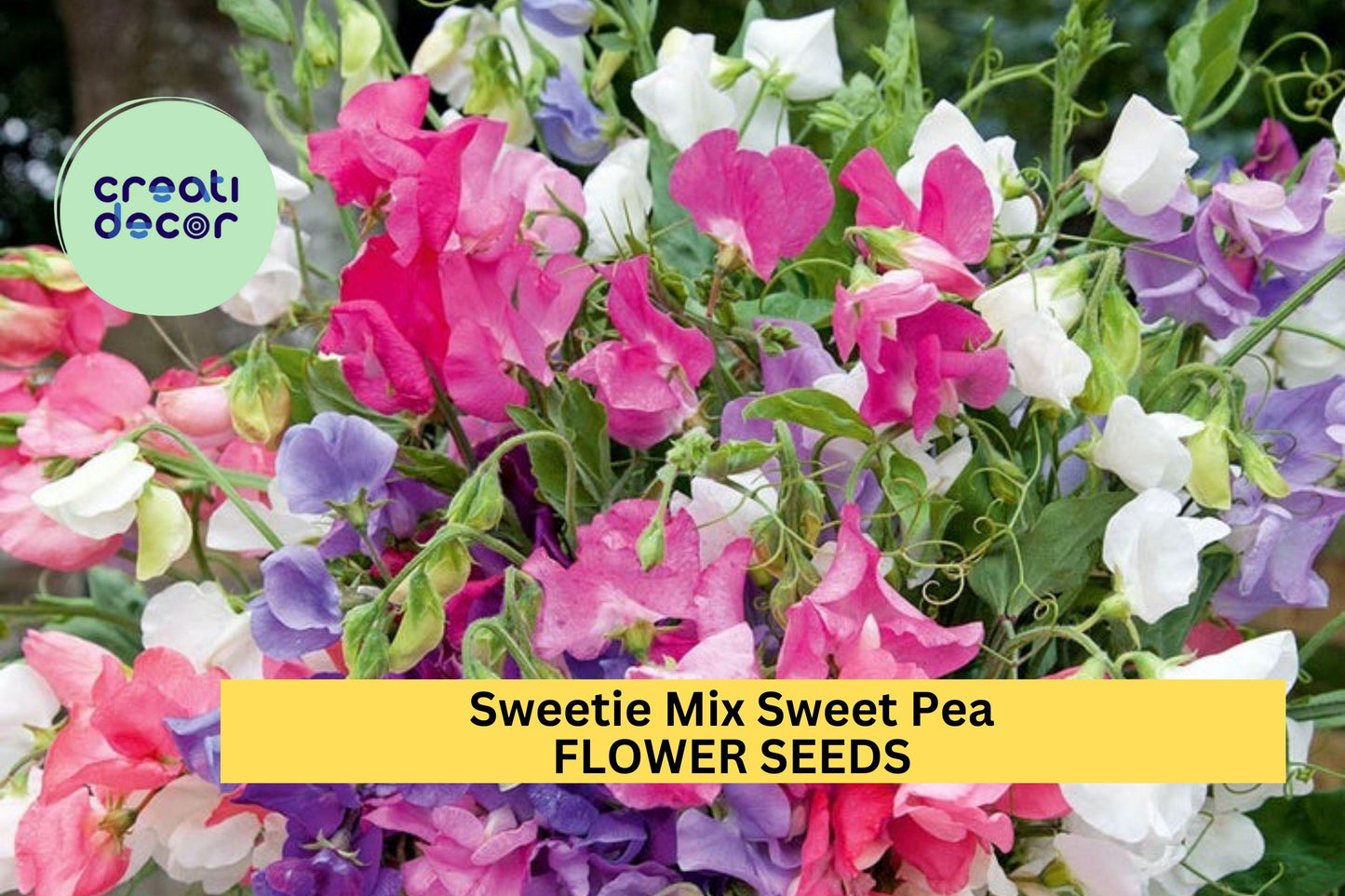 50+ Sweetie Mix Sweet Pea Seeds – Compact Fragrant Blooms for Garden Planting, Dwarf Vines for Borders & Pots – USA