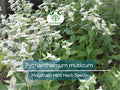 30 mg Seeds Mountain Mint Herb – Pycnanthemum muticum | Aromatic Native Mint for Planting, Culinary & Herb Uses