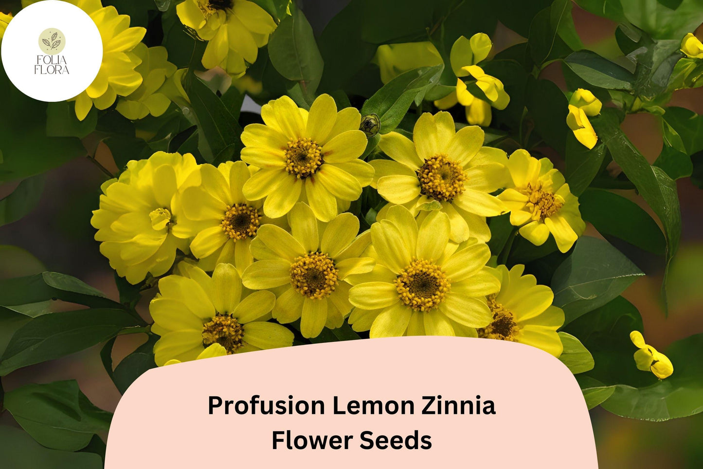 100+ Profusion Lemon Zinnia Seeds – Bright Yellow Blooms for Garden Planting, Beds & Borders