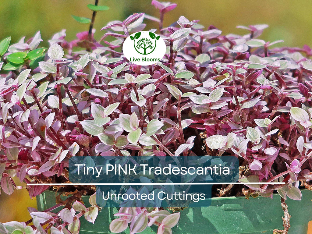 15 Tiny Pretty Pink Tradescantia Unrooted Cuttings | Spiderwort, Tradescantia pallida, Easy to Root, Decorative Pink Indoor Plant