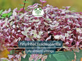 15 Tiny Pretty Pink Tradescantia Unrooted Cuttings | Spiderwort, Tradescantia pallida, Easy to Root, Decorative Pink Indoor Plant