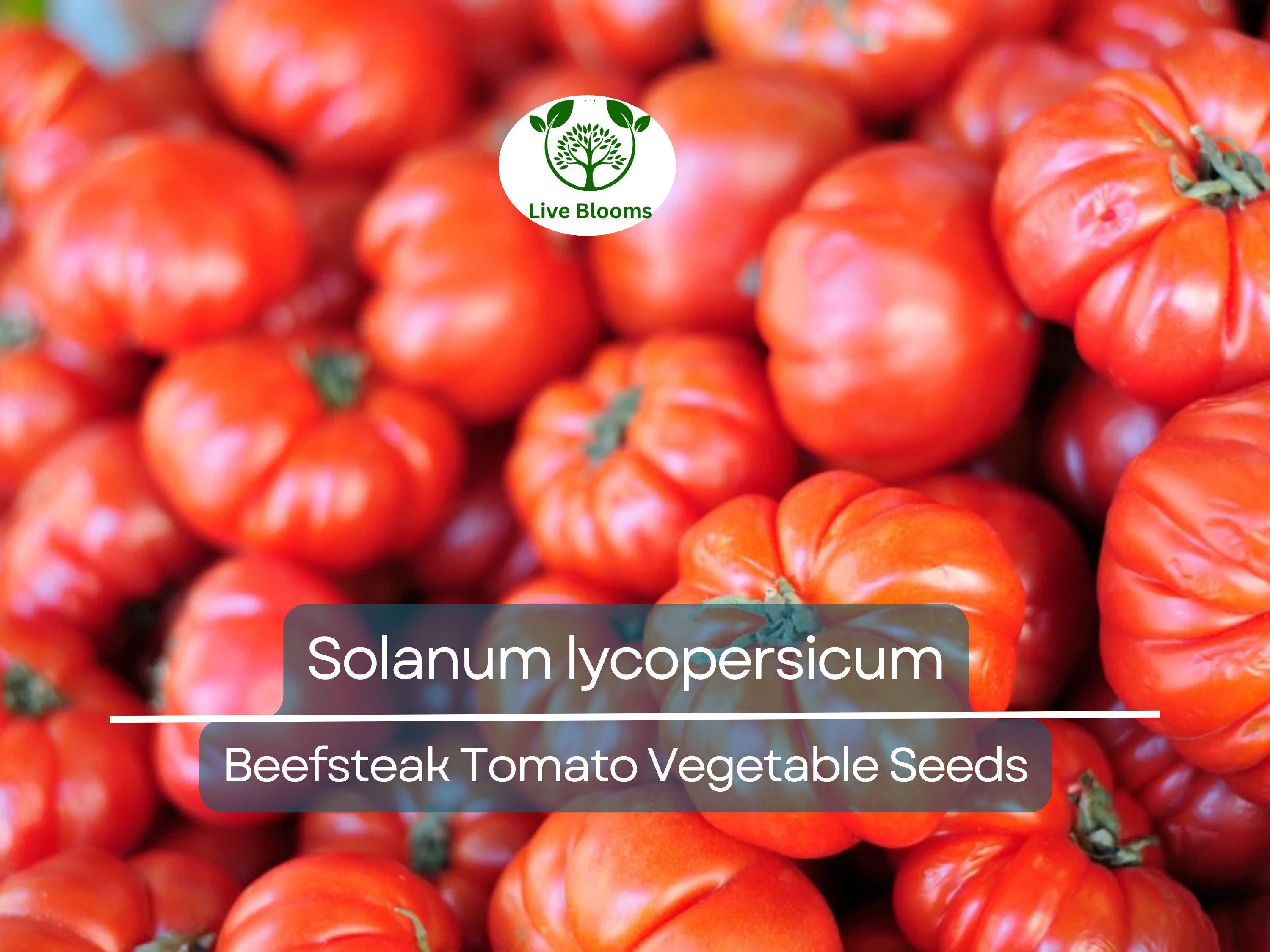 300 mg Beefsteak Tomato Seeds - Solanum lycopersicum | Heirloom, Large & Juicy Tomato | Perfect for Slicing, Sandwiches, and Home Gardens