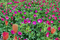 Callirhoe Involucrata Purple Poppy Mallow Seeds – 10 Native Perennial Groundcover Wildflower | Drought-Tolerant | Long-Blooming Perennial
