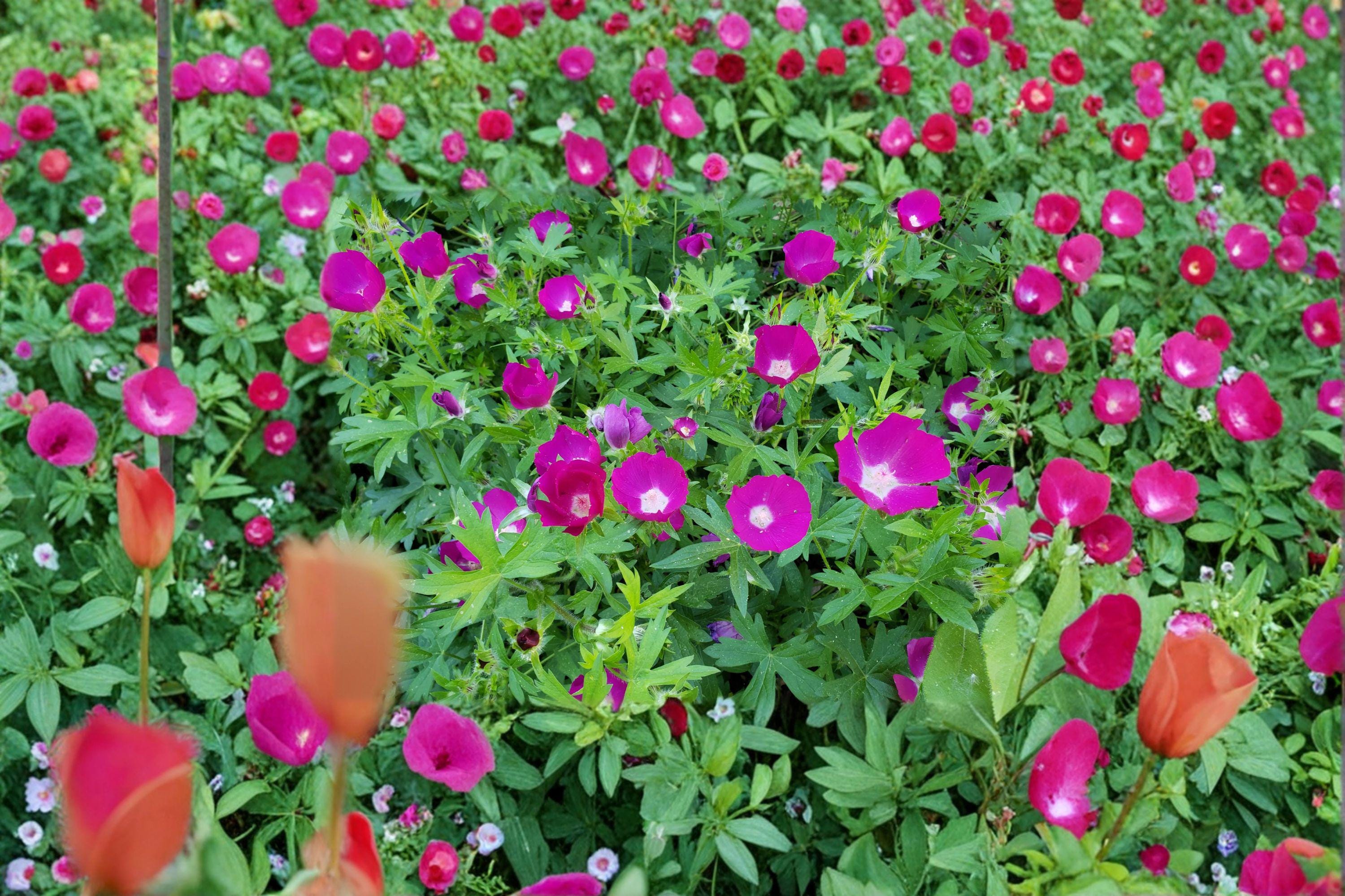 Callirhoe Involucrata Purple Poppy Mallow Seeds – 10 Native Perennial Groundcover Wildflower | Drought-Tolerant | Long-Blooming Perennial