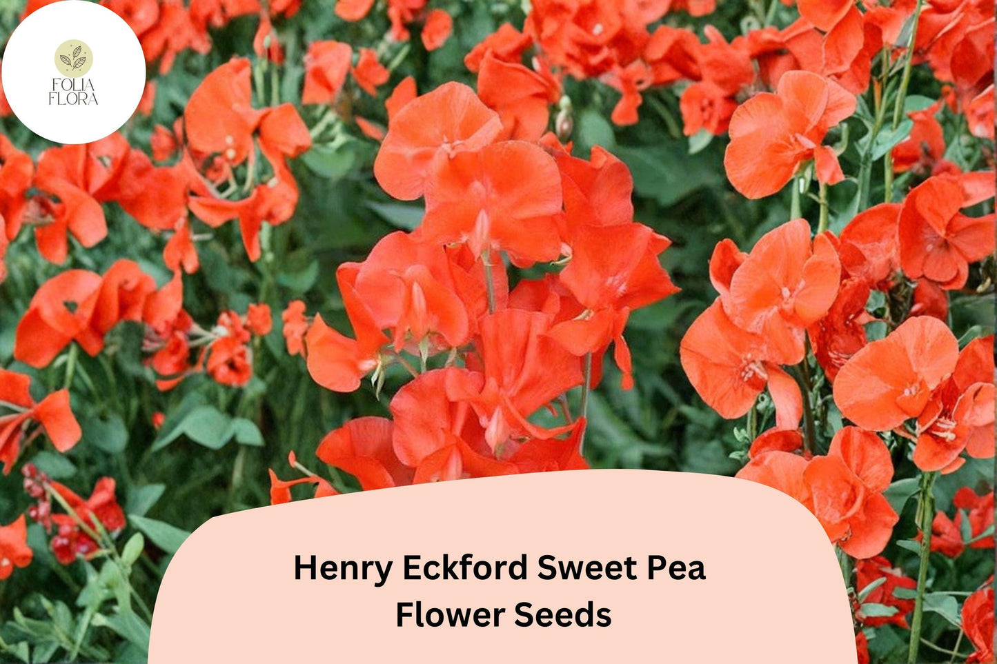 50+ Henry Eckford Sweet Pea Seeds | Fragrant Orange Salmon Flower for Garden Trellis & Cut Flowers