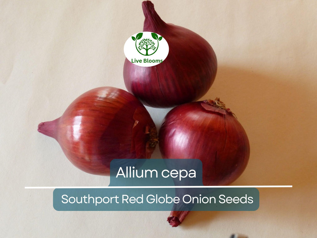 250 mg Seeds Onion Southport Red Globe – Allium cepa | Heirloom Red Onion Seeds for Planting, Gardening & Flavorful Culinary Use