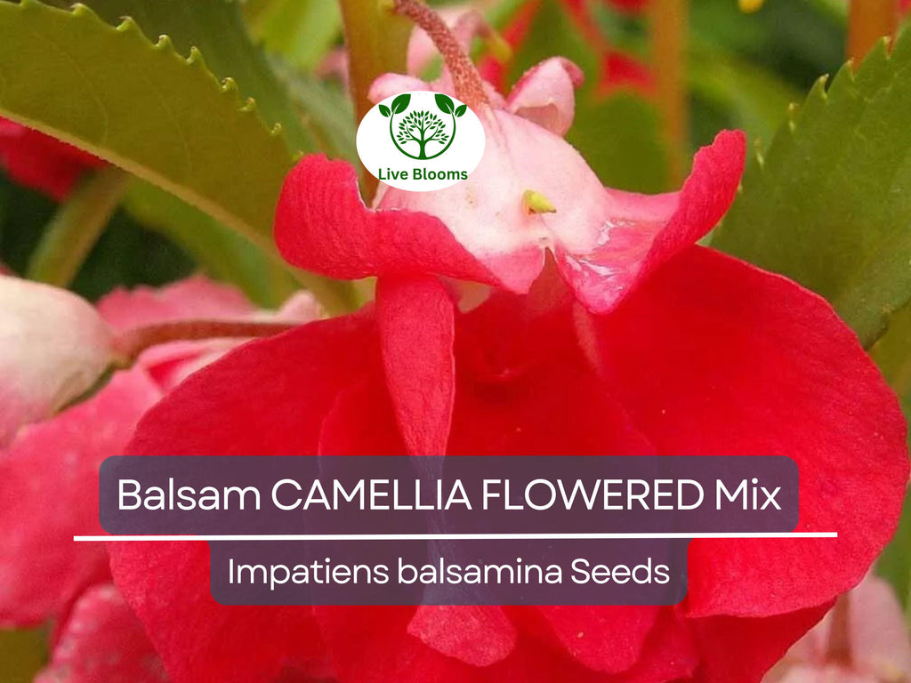 200 Seeds Balsam CAMELLIA FLOWERED Mix, Impatiens Double Blooms, PartShade, Non-GMO, Beautiful Garden Flowers, Vibrant Colors