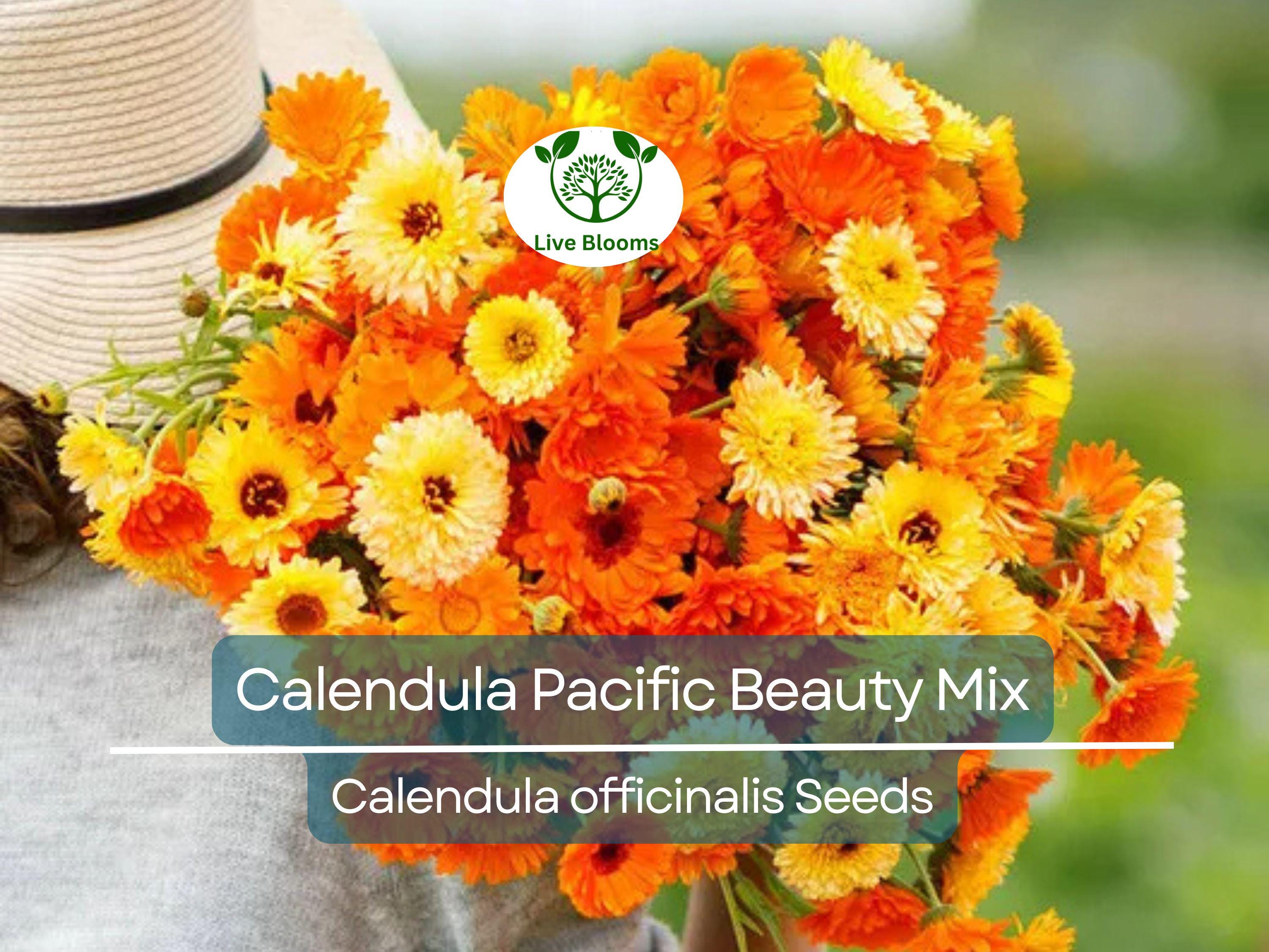100 Seeds Calendula PACIFIC BEAUTY Mix, Pot Marigold Heirloom, Edible Flowers, Non-GMO, Vibrant Blooms for Garden, Culinary Uses