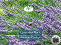 15 Organic Live California Lavender 6"  Unrooted Cuttings (Lavandula angustifolia), Fragrant Garden Plant, Ideal for Growing & Propagation