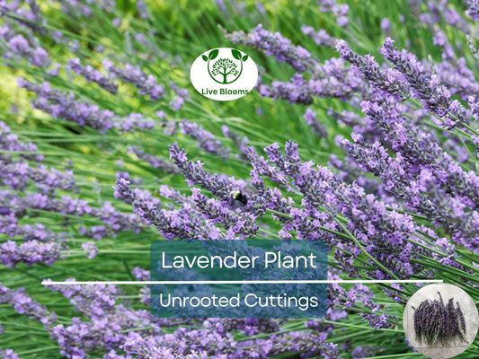 15 Organic Live California Lavender 6"  Unrooted Cuttings (Lavandula angustifolia), Fragrant Garden Plant, Ideal for Growing & Propagation