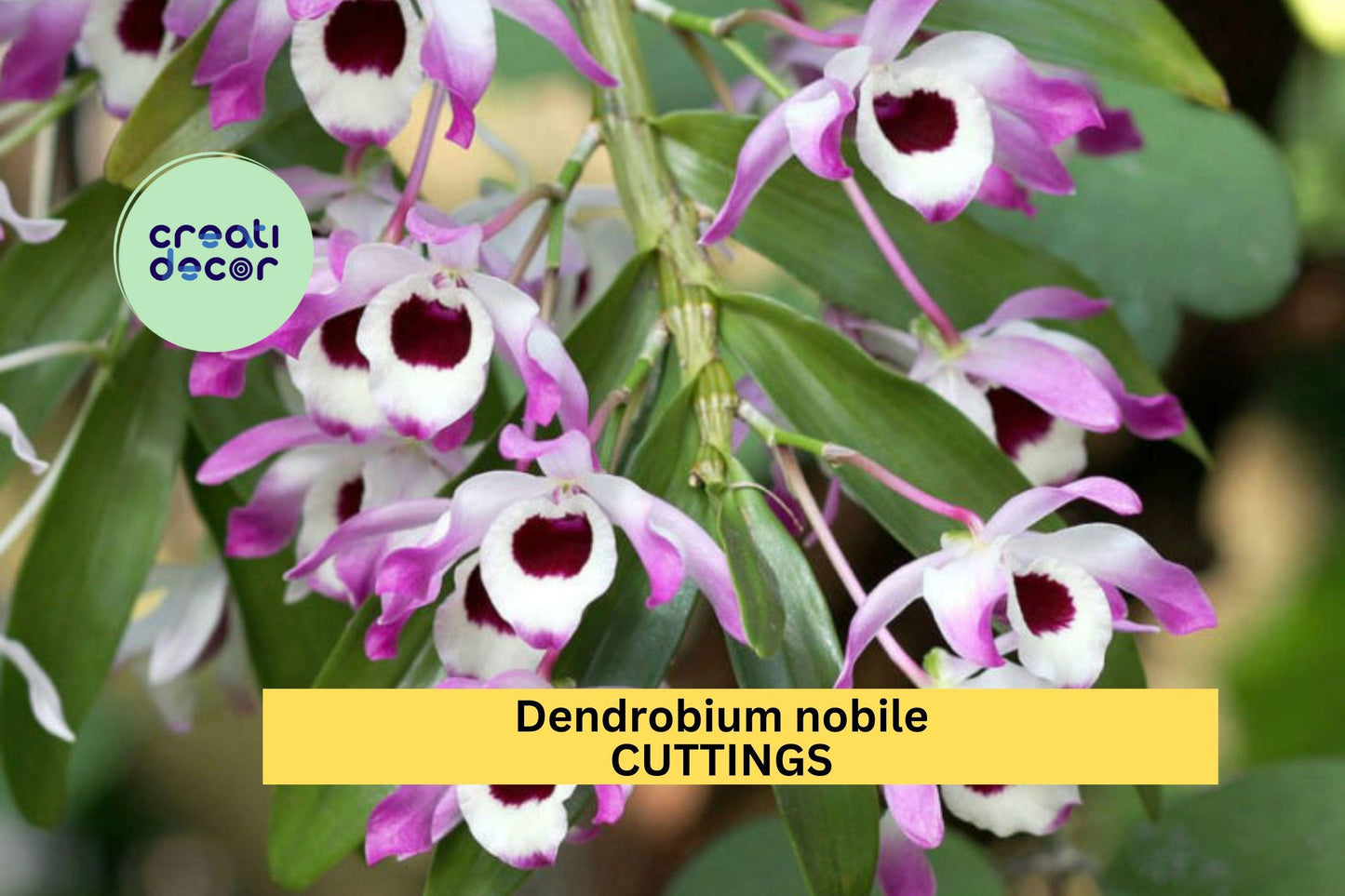 Dendrobium Nobile ‘Surprise’ Orchid Cuttings (50) | Mixed Colors | No Roots | Propagation Starter Pack | Cultivated Source