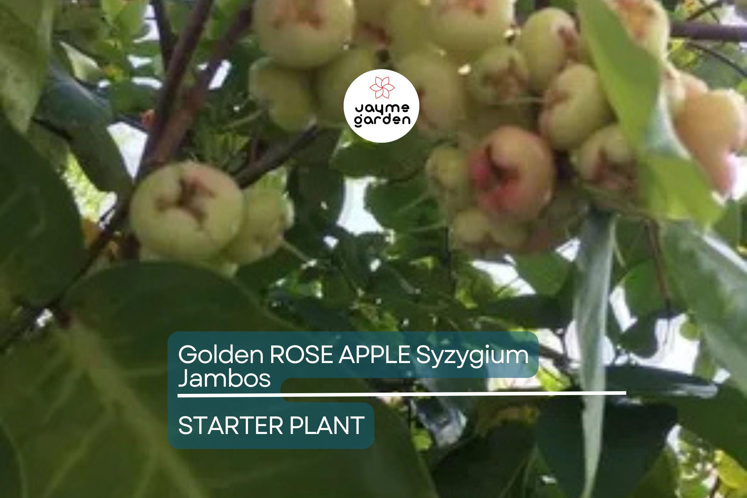 Golden Rose Apple (Syzygium jambos) – Live Rooted Plant, 4”+ Tall, Tropical Fruit Tree