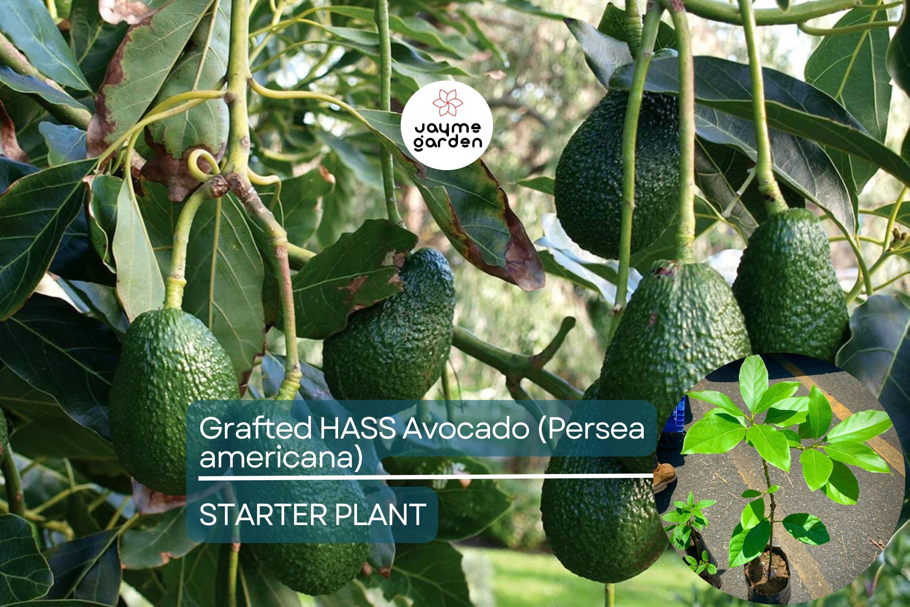 Grafted Hass Avocado (Persea americana) Live Tropical Fruit Tree 12”-24” | Creamy Homegrown Avocados | Easy to Grow Starter Plant