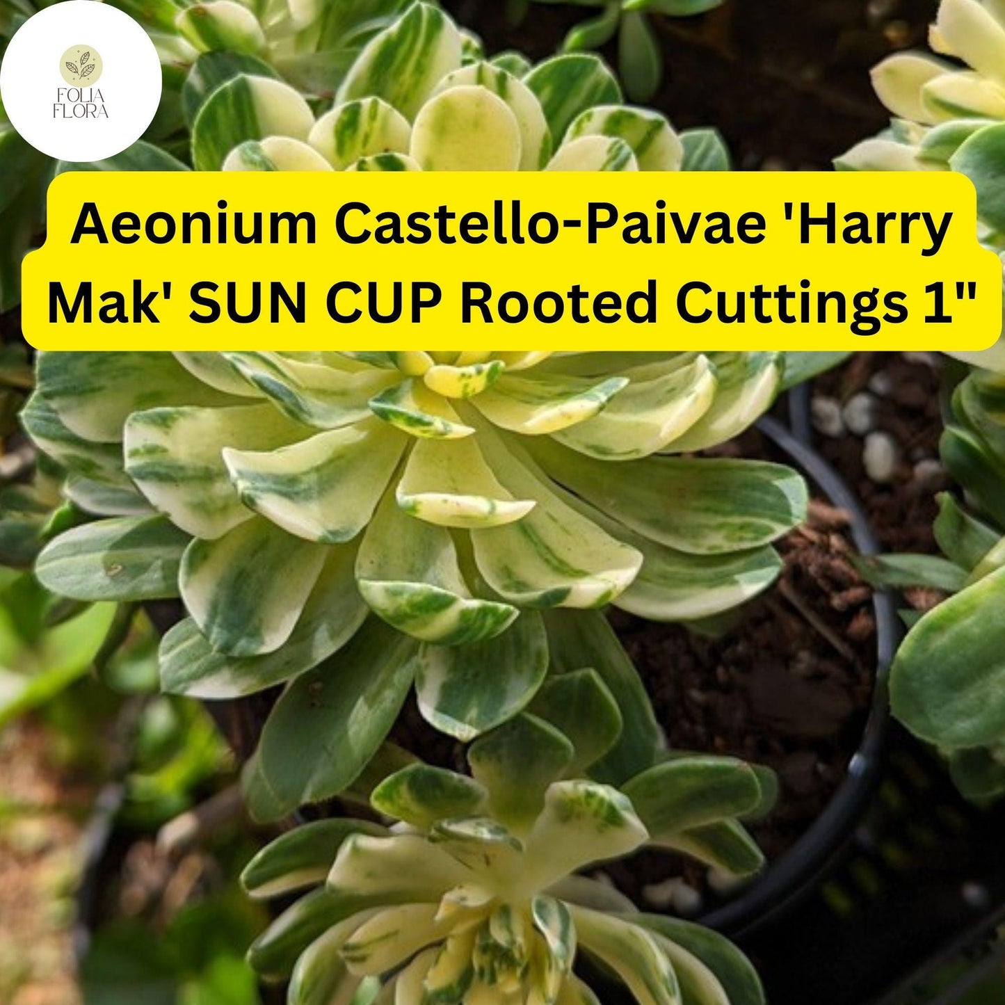 Aeonium castello-paivae ‘Harry Mak’ Sun Cup | 3 Rooted Cuttings 1" Live Succulent Plants | Variegated Rosettes