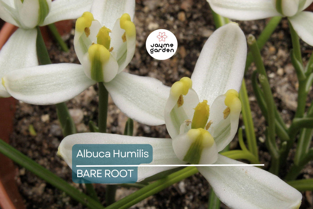 Albuca Humilis Live Plant Bulbs, 5 Pack, Unique Green-White Succulent, Moon Garden Gift, Drought-Tolerant, Easy-Care Rhizome Plant