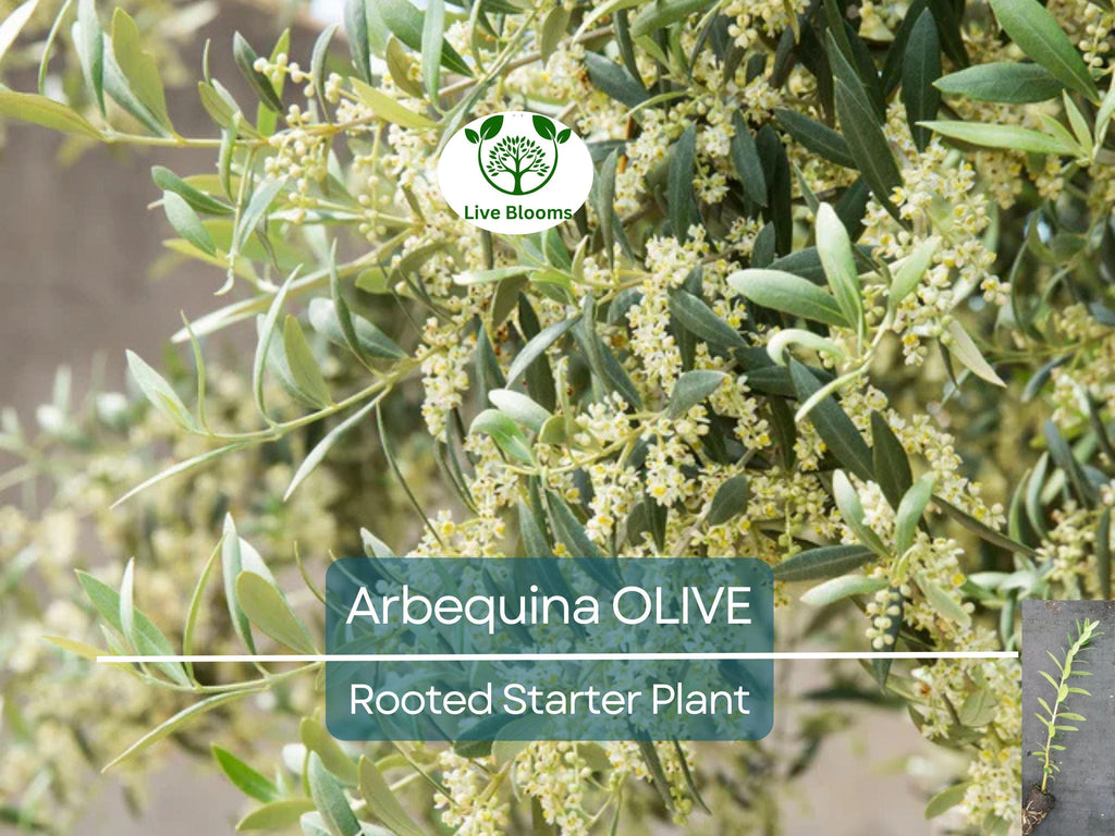 1 Olive Tree "Arbequina" Starter Plant 5-6" Long| Olea europaea | Drought Tolerant, Easy to Grow | Perfect for Garden & Container