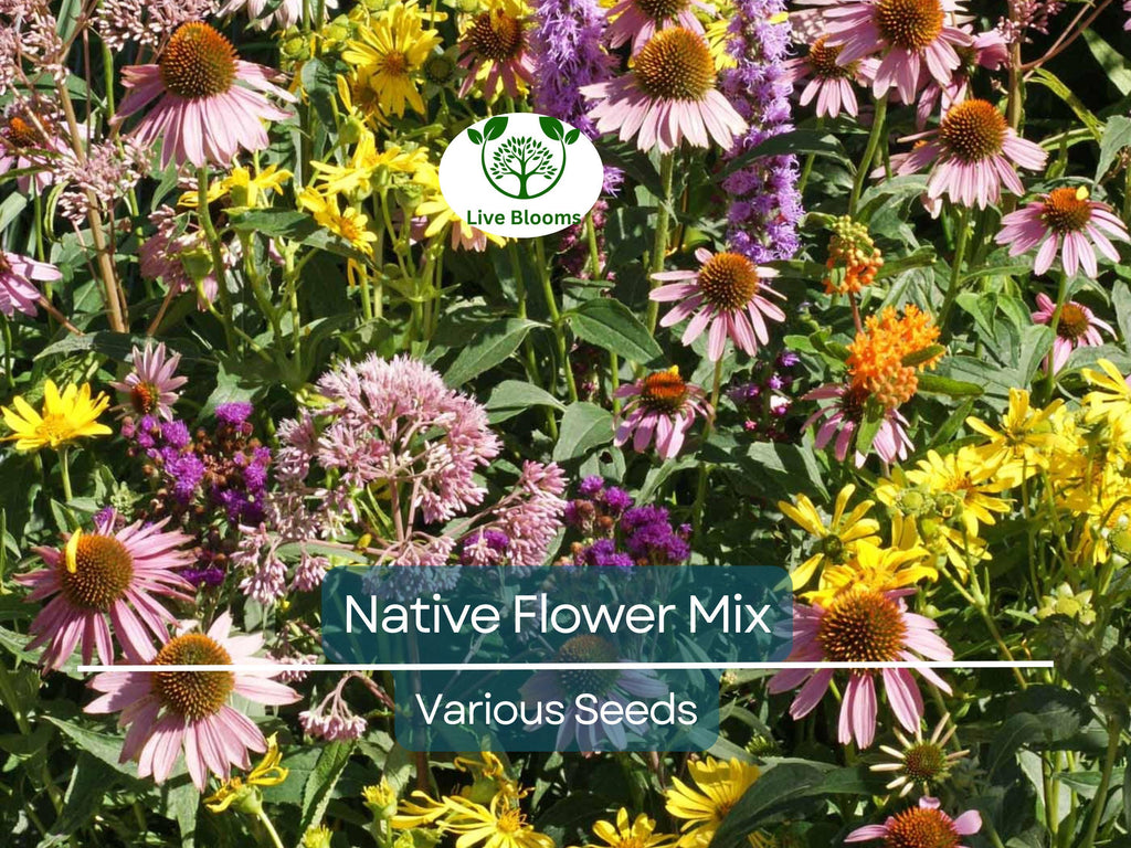 1000 Seeds Native Flower Mix for Monarchs & Milkweed Butterflies, Non-GMO, Includes Asclepias and Wildflowers