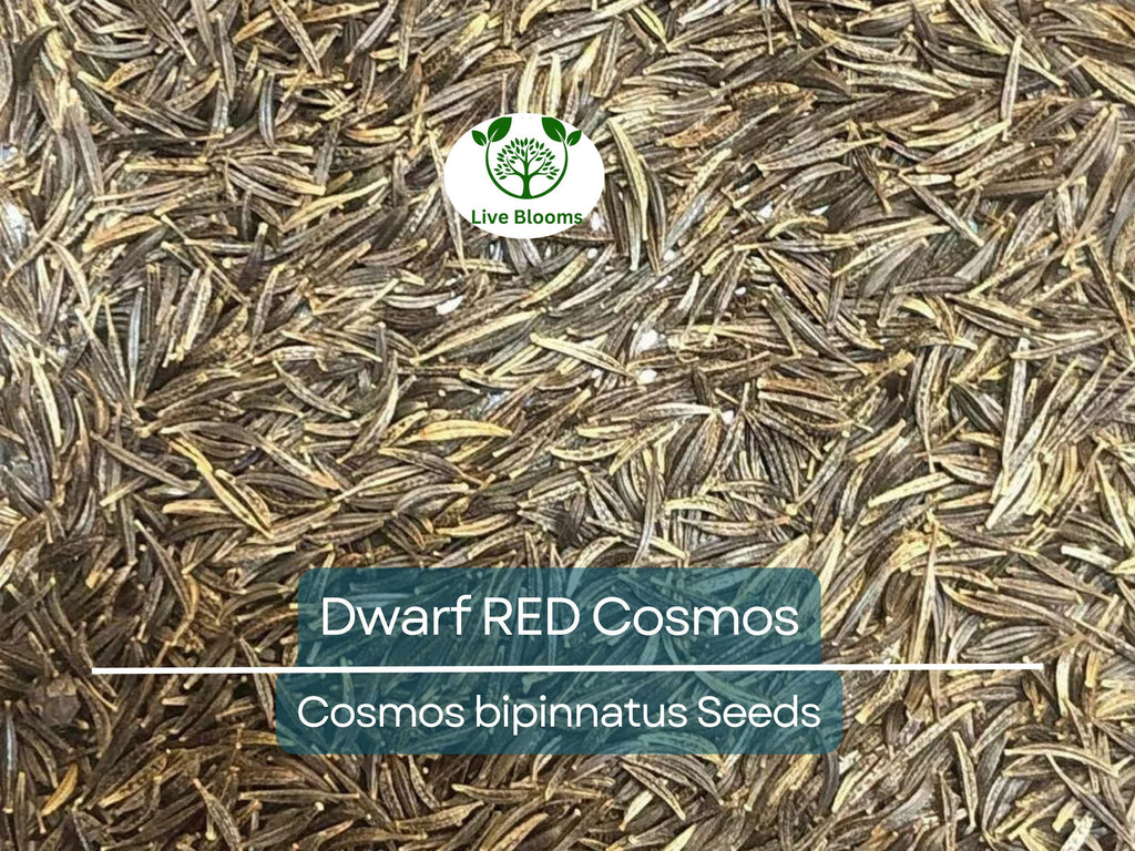 100 Dwarf RED Cosmos Seeds | Cosmos bipinnatus Dwarf Variety | 9-12” Tall, Red Blooms, Non-GMO, Butterfly Friendly, Easy Annual
