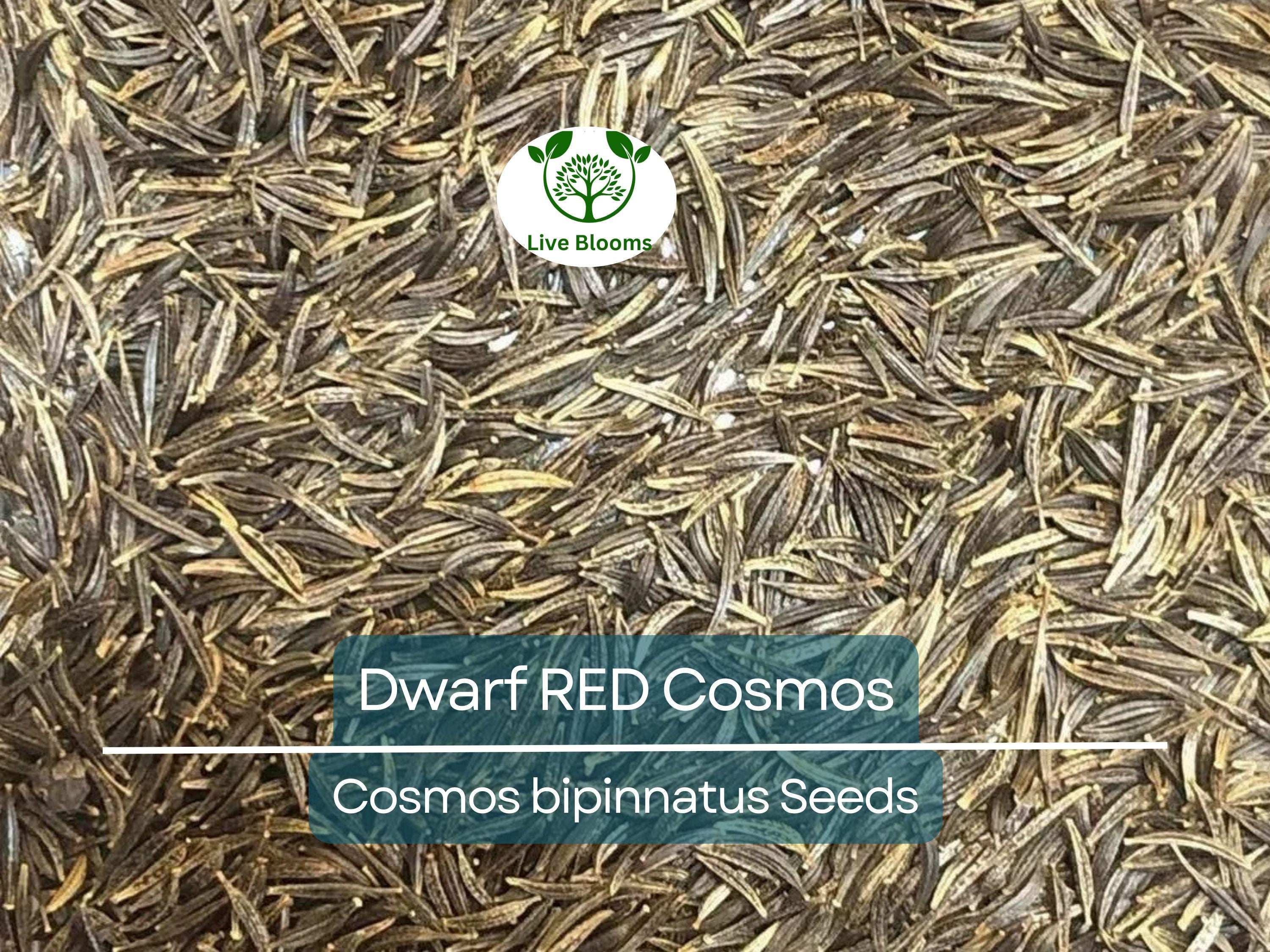 100 Dwarf RED Cosmos Seeds | Cosmos bipinnatus Dwarf Variety | 9-12” Tall, Red Blooms, Non-GMO, Butterfly Friendly, Easy Annual