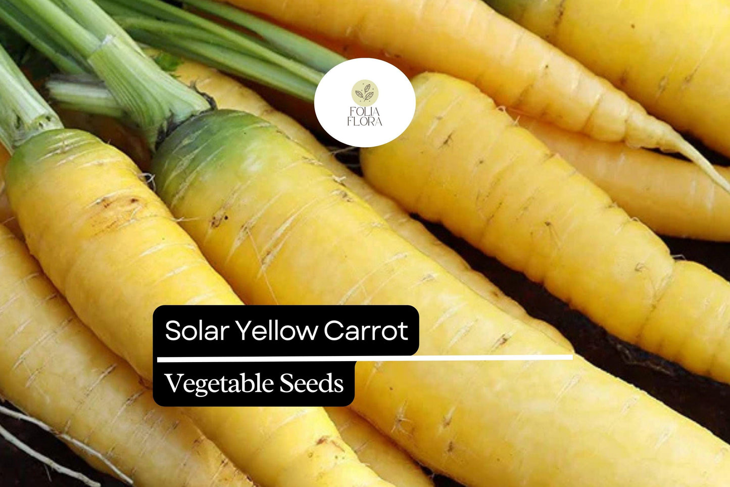 200 Seeds Solar Yellow Carrot (Daucus carota) – Vibrant Heirloom Variety for Sweet and Nutritious Roots
