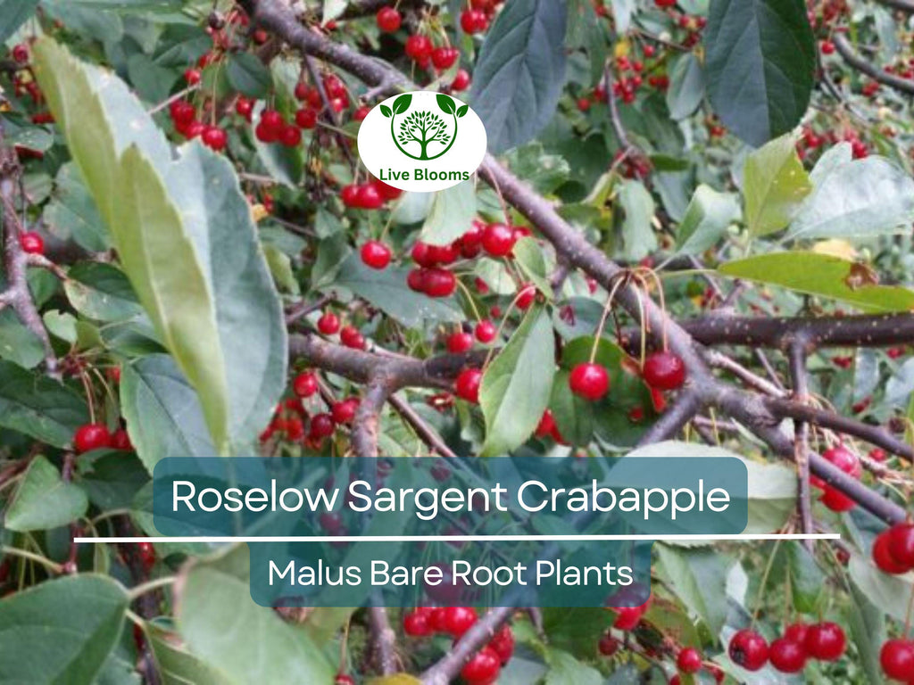 1 Roselow Sargent Crabapple Tree – 8–10" Live Bare Root Plant – Spring Blooms, Compact Ornamental, Wildlife-Friendly