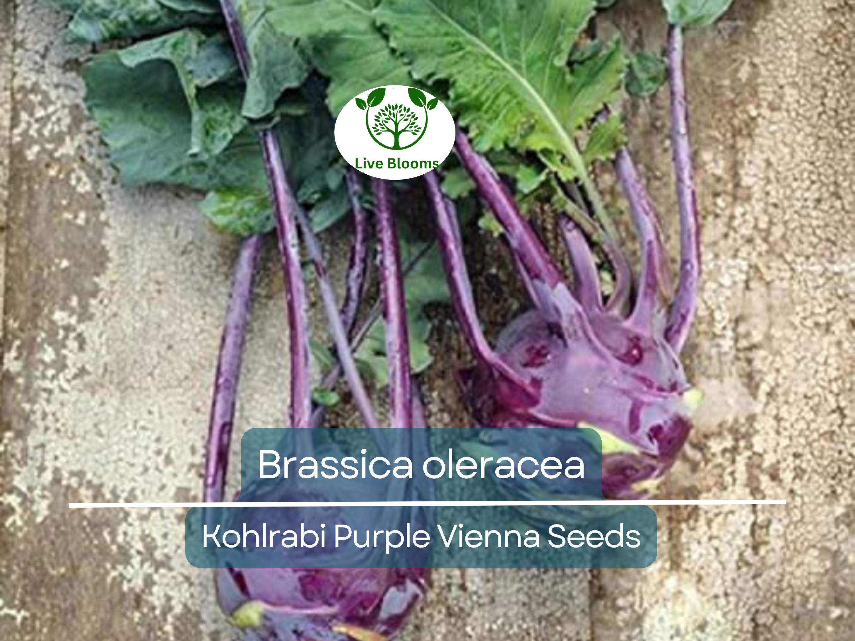150 Kohlrabi Purple Vienna Seeds – Brassica oleracea – Heirloom Vegetable for Planting, Easy to Grow, Perfect for Salads & Cooking