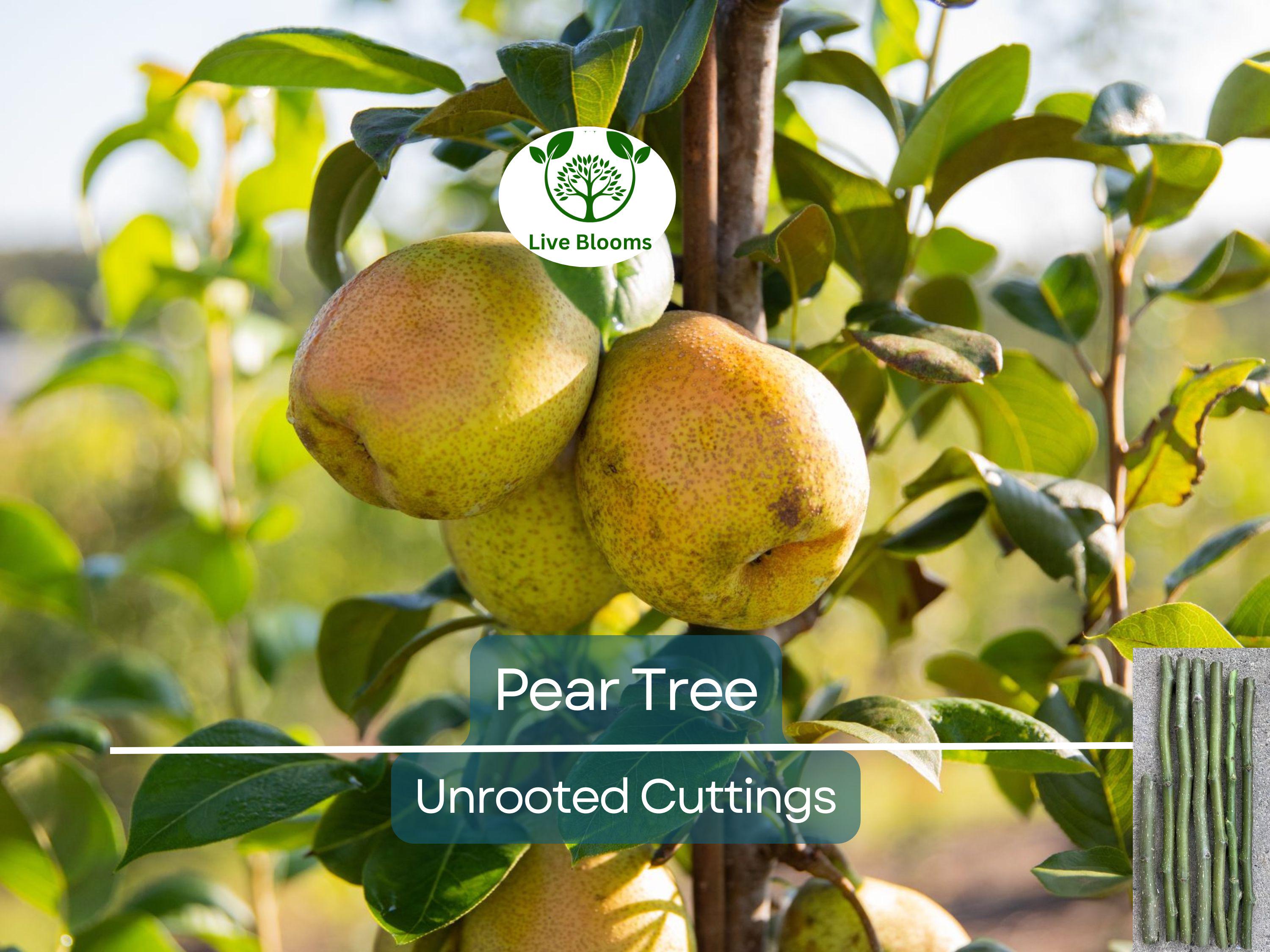 5 Organic Pear Tree Unrooted Cuttings, 10" Long Each, Perfect for Propagation, Fruit Tree, Grow Your Own Pears, Hardy and Easy to Grow