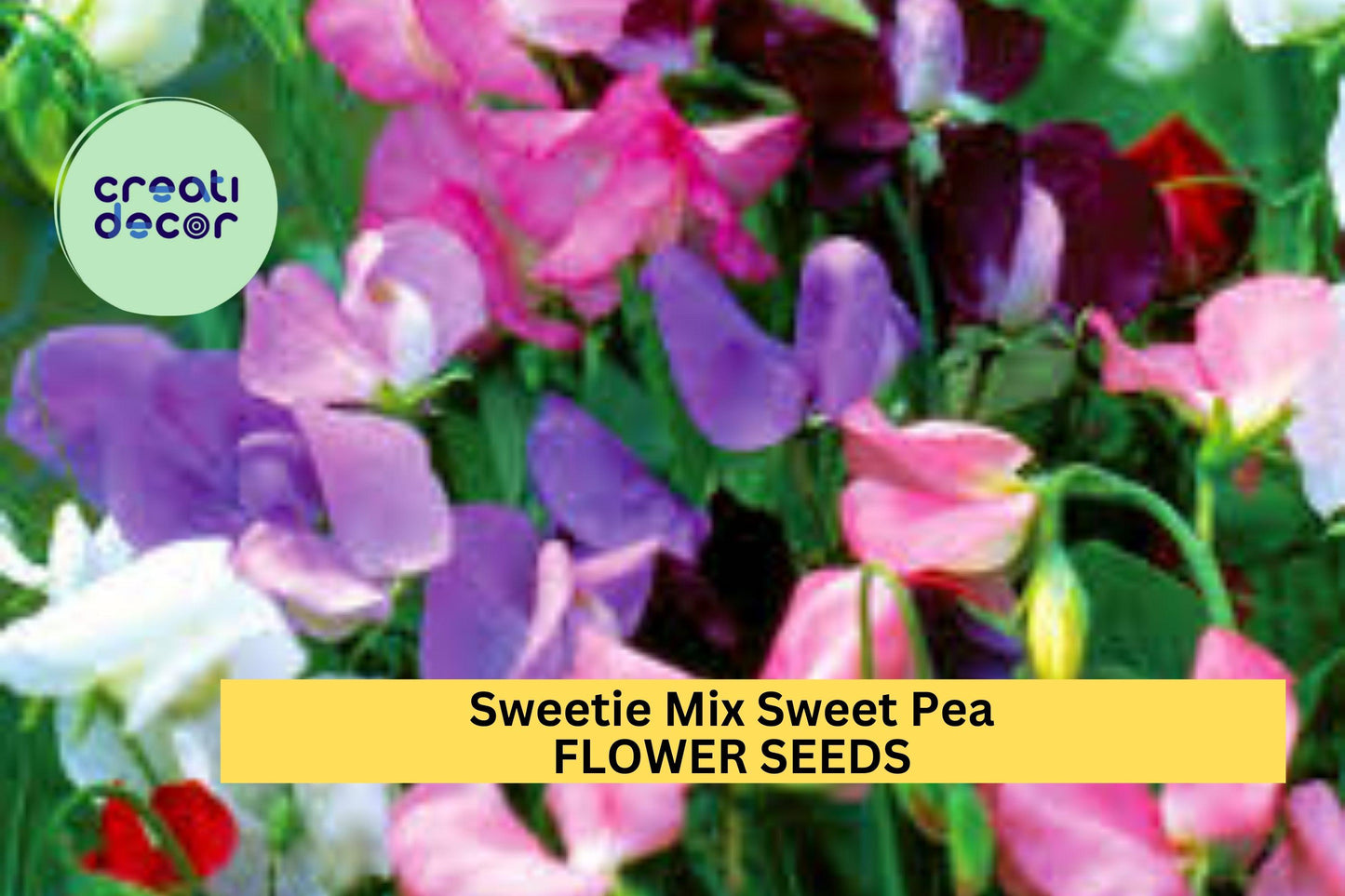 50+ Sweetie Mix Sweet Pea Seeds – Compact Fragrant Blooms for Garden Planting, Dwarf Vines for Borders & Pots – USA