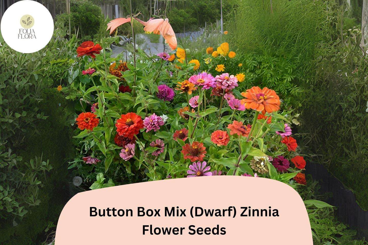 100+ Button Box Mix Zinnia Seeds (Dwarf) – Compact Blooms for Borders, Pots & Garden Beds