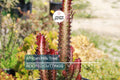 African Milk Tree (Euphorbia trigona) 4–8" Rooted Cutting | Low-Maintenance Succulent | Indoor/Outdoor Plant | Striking Red Color