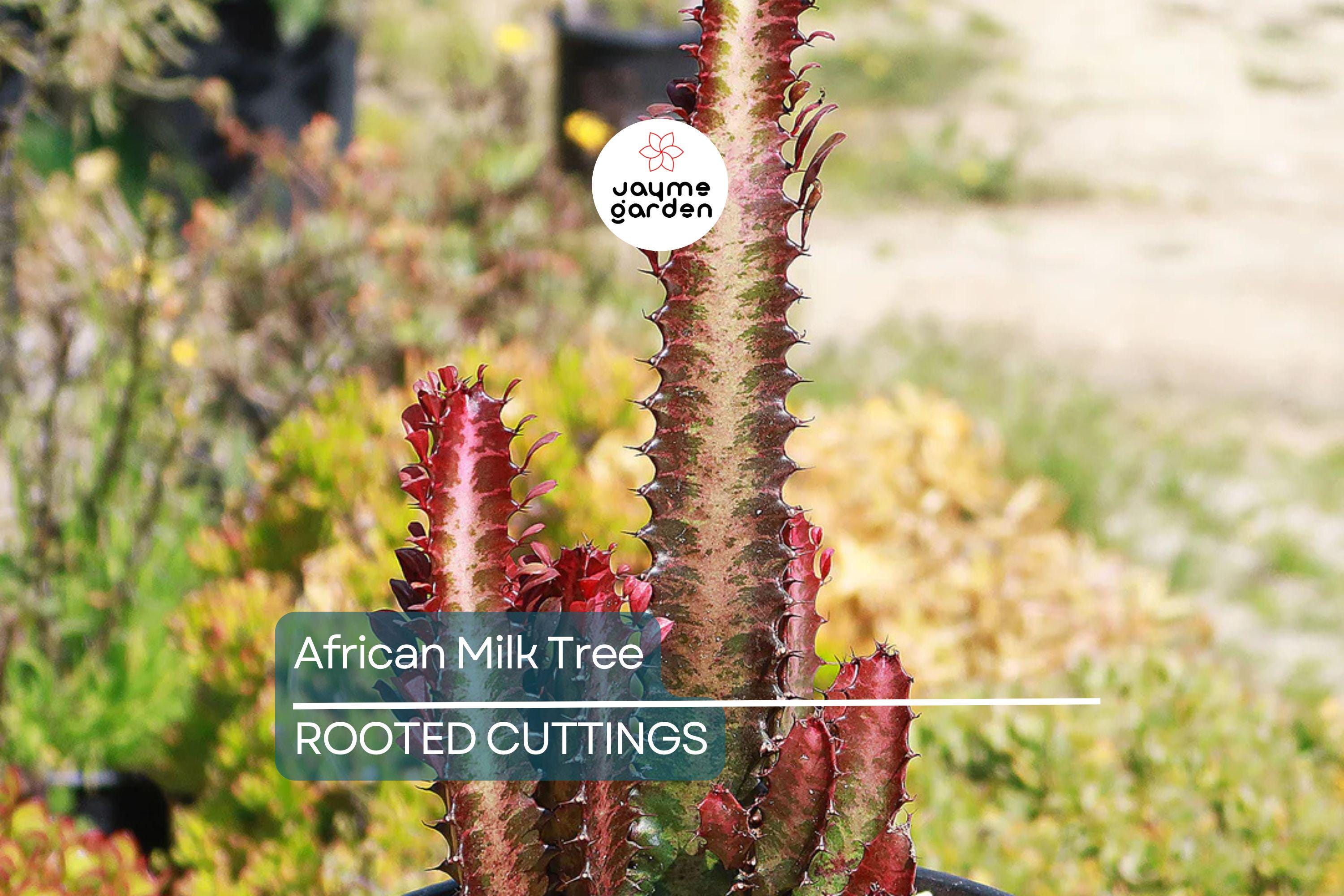 African Milk Tree (Euphorbia trigona) 4–8" Rooted Cutting | Low-Maintenance Succulent | Indoor/Outdoor Plant | Striking Red Color