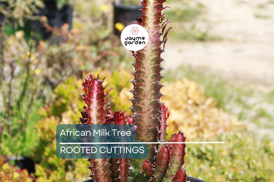 African Milk Tree (Euphorbia trigona) 4–8" Rooted Cutting | Low-Maintenance Succulent | Indoor/Outdoor Plant | Striking Red Color