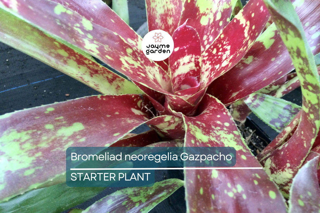 Bromeliad Neoregelia Gazpacho Starter Plant | Exotic Tropical Plant | Red & Orange Leaves | Live Seedling | Indoor/Outdoor