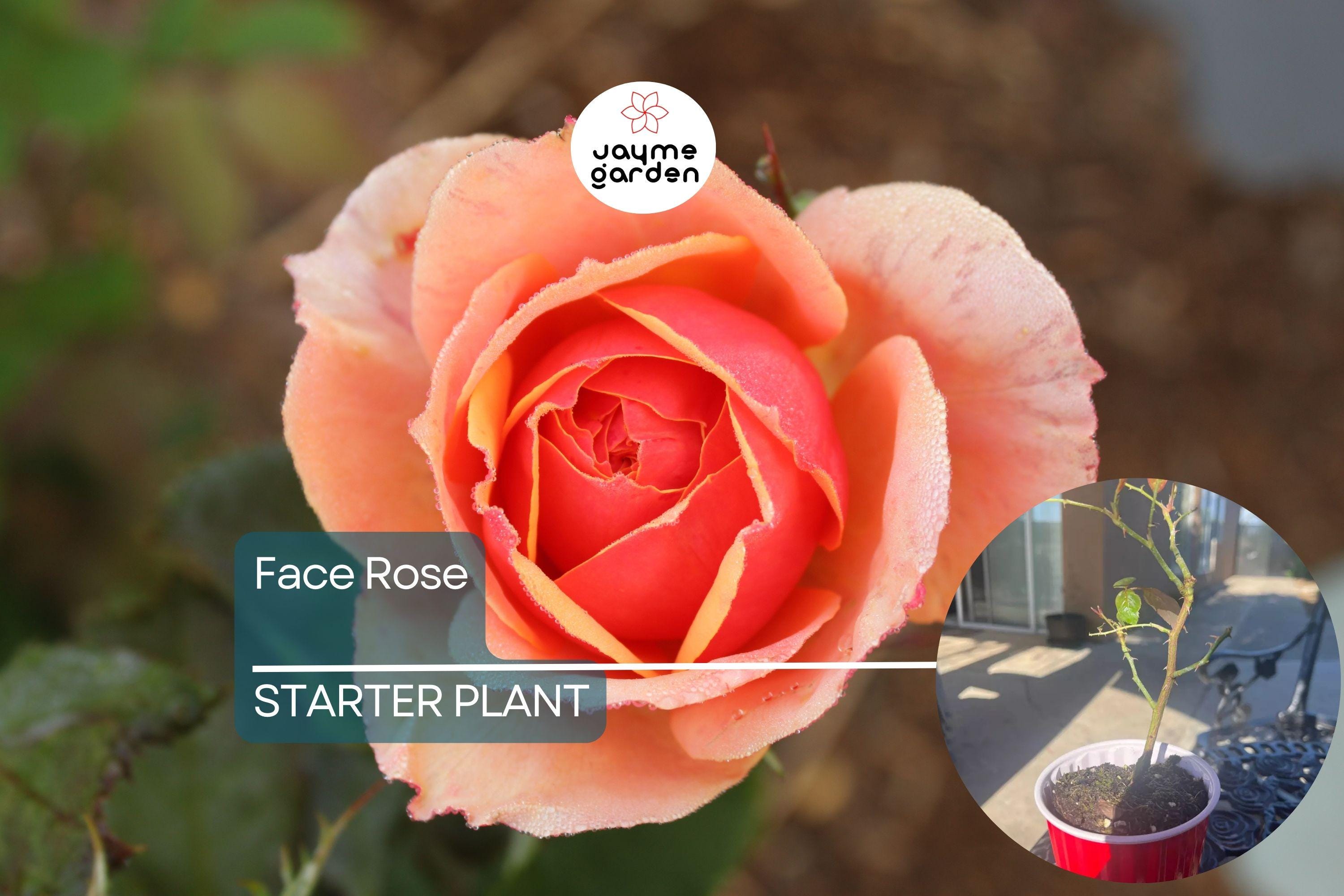 About Face Rose Starter Plant | Unique Two-Toned Blooms | Golden Orange & Ruby Red | 6-10" Tall Live Plant