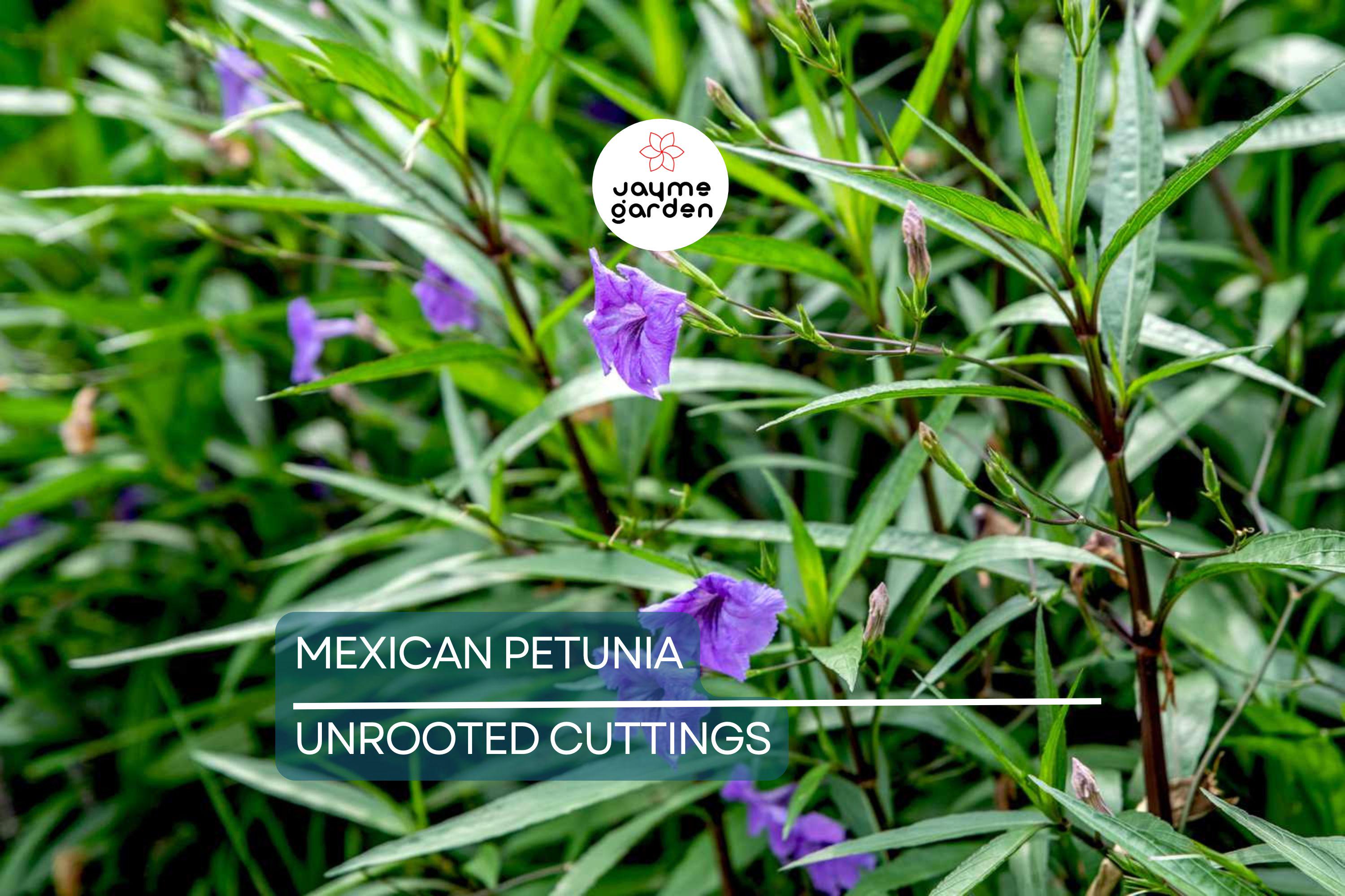 Mexican Petunia 10 Fresh Cuttings - Perennial Butterfly & Hummingbird Magnet - Easy to Grow, Hardy Plant