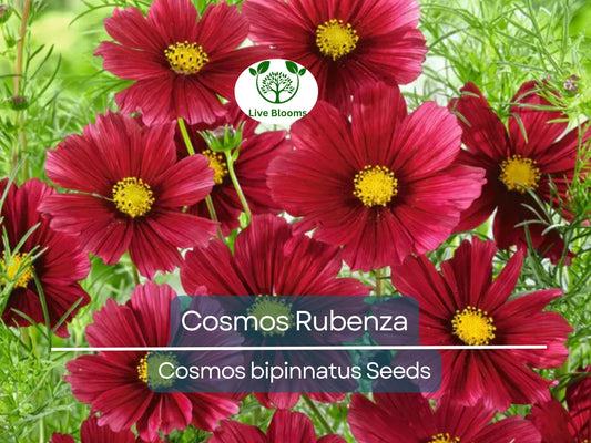 100 Seeds Cosmos ‘Rubenza’ – Dwarf Ruby Red Blooms – Cosmos bipinnatus – Non-GMO Annual for Pollinators, Butterflies, Easy Gardens