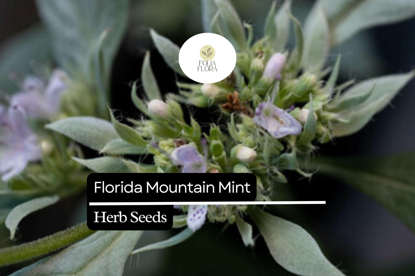 25 Seeds Florida Mountain Mint Seeds (Pycnanthemum floridanum) | Fragrant Perennial Herb for Pollinators, Tea
