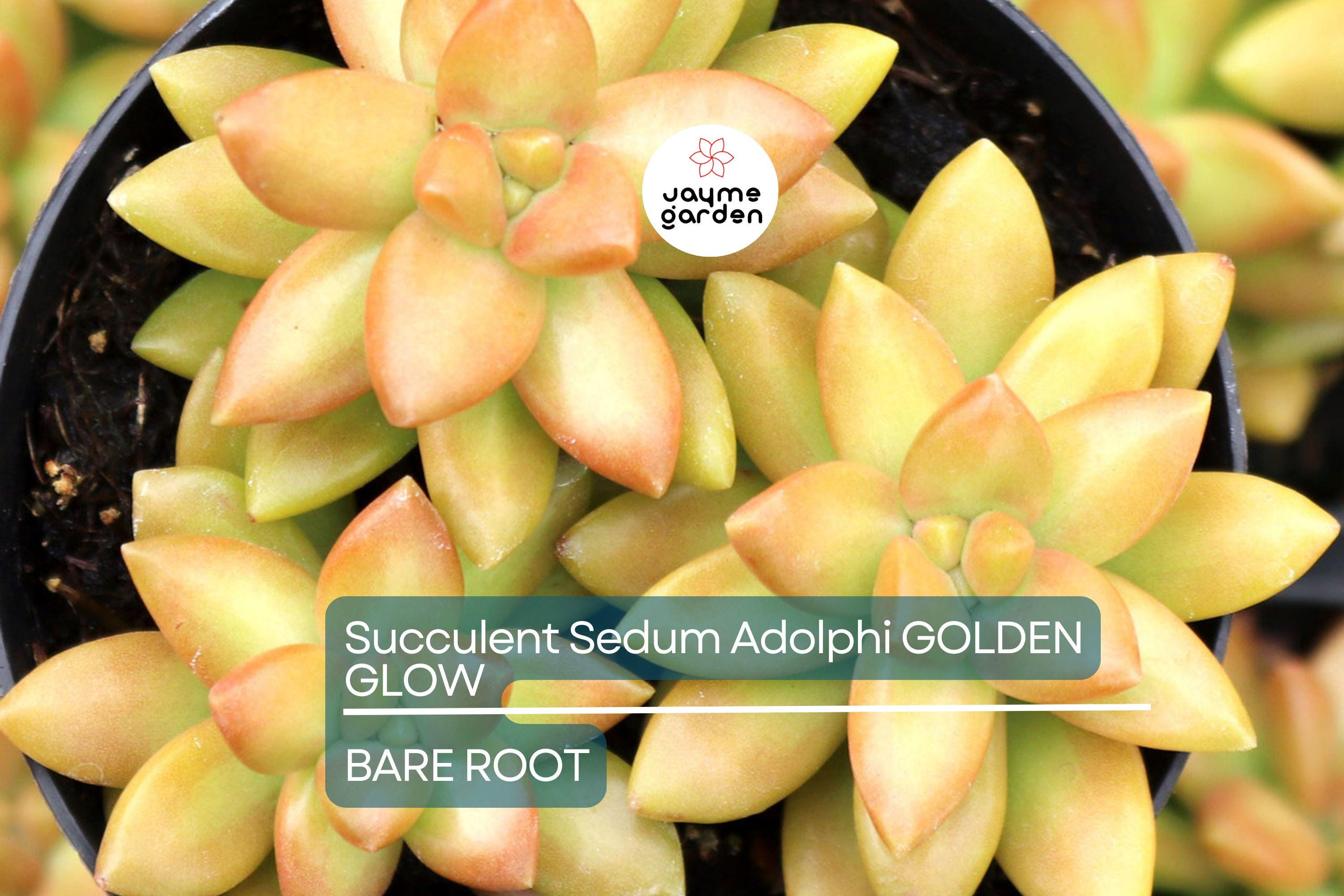 Sedum Adolphi Golden Glow - 3 Live Cuttings, Yellow-Green Rosettes, Orange-Red Highlights, Perfect for Succulent Gardens