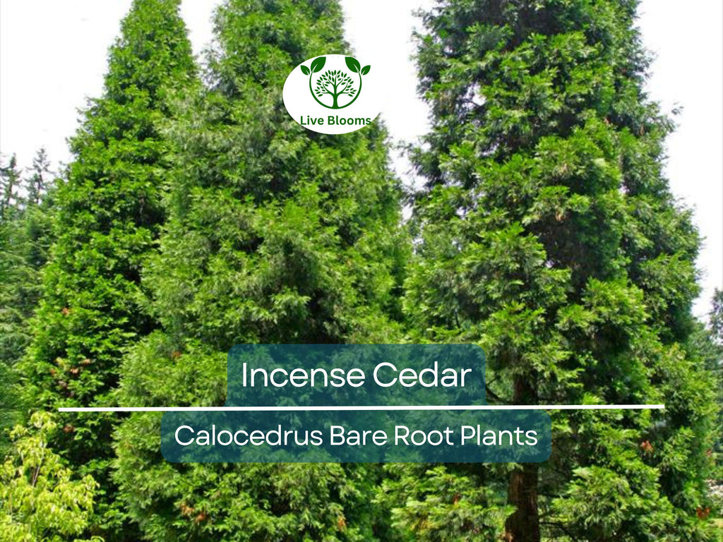 5 Incense Cedar Tree Seedlings – Live Bare Root Plants – Calocedrus decurrens – Fragrant Evergreen for Landscape or Privacy