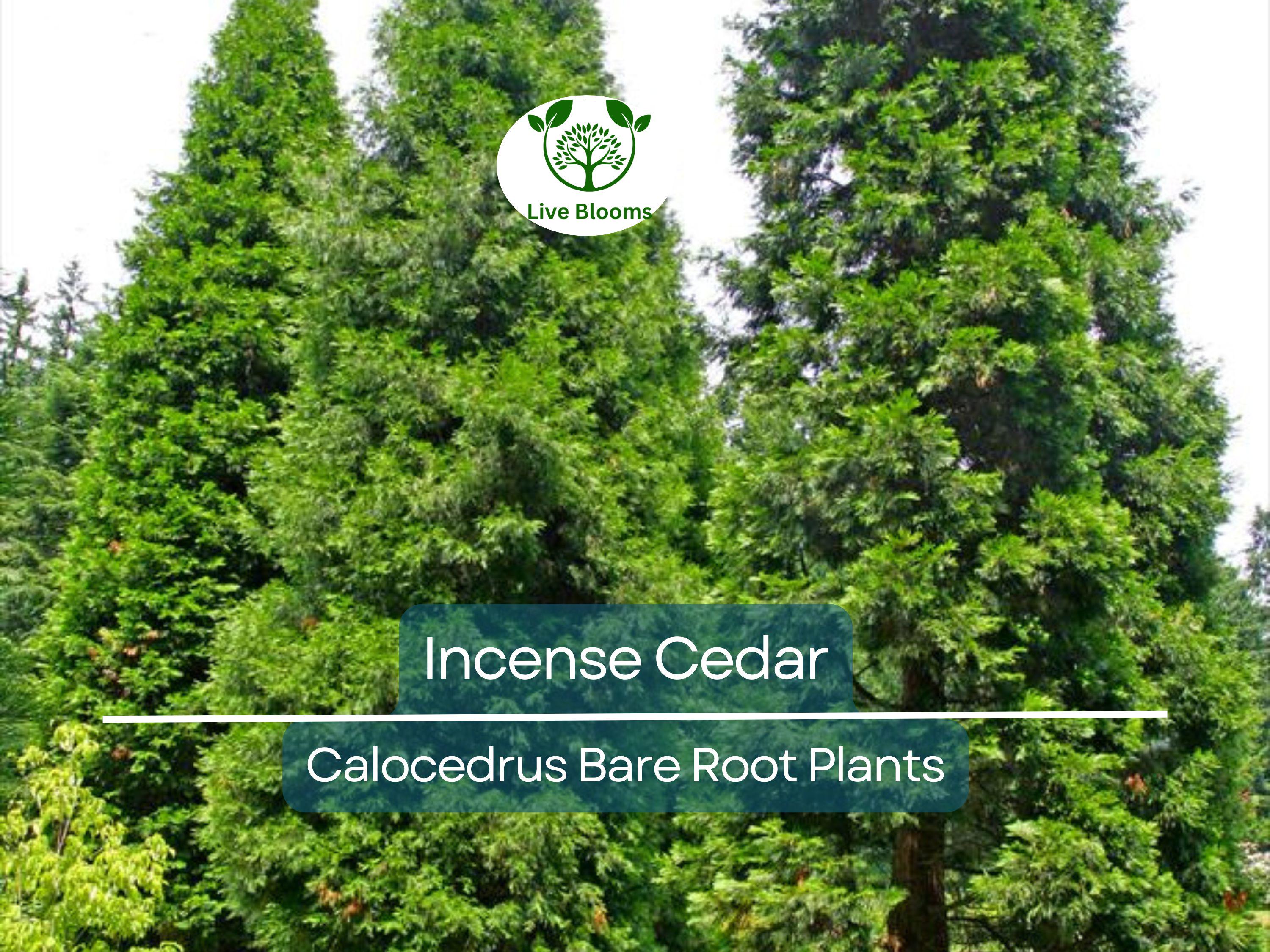 5 Incense Cedar Tree Seedlings – Live Bare Root Plants – Calocedrus decurrens – Fragrant Evergreen for Landscape or Privacy