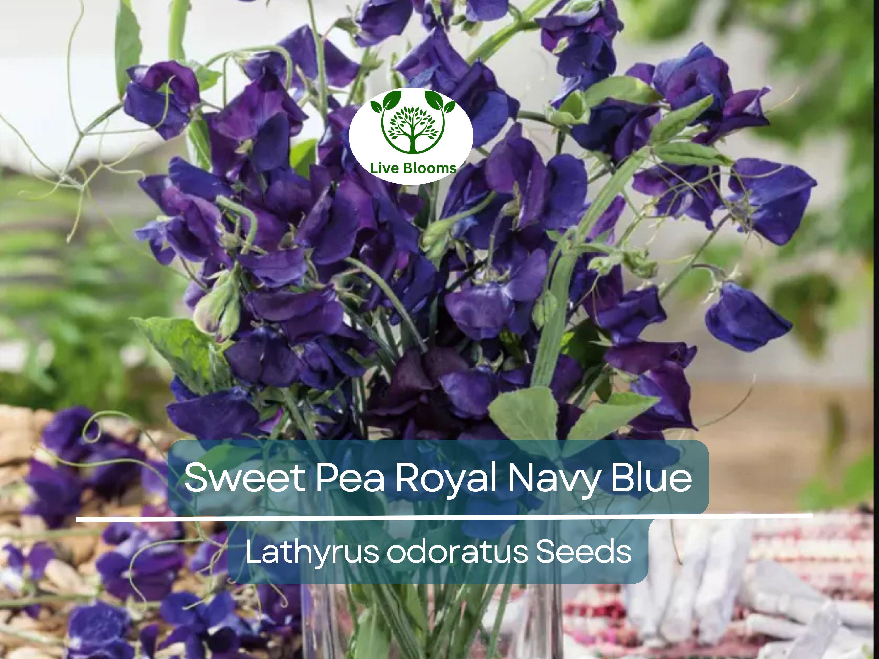 15 Sweet Pea Royal Navy Blue Seeds – Fragrant Climbing Vine | Lathyrus odoratus | Non-GMO Flowers | Heirloom Blue Blooms
