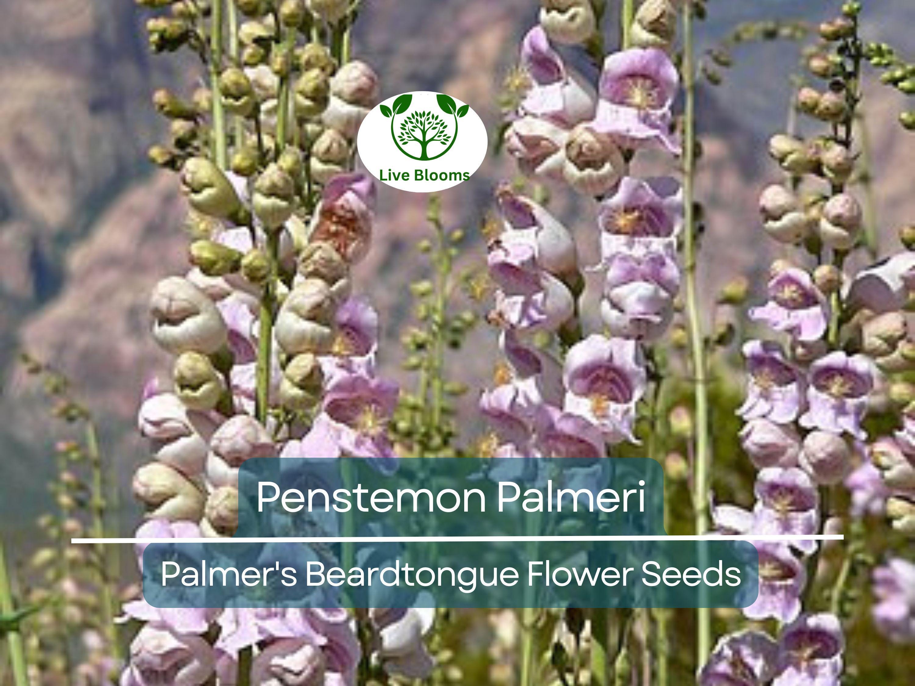 100 mg Seeds Penstemon Palmeri (Palmer's Beardtongue) for Planting | Fragrant Native Wildflower for Dry, Rocky Soils & Pollinator Gardens