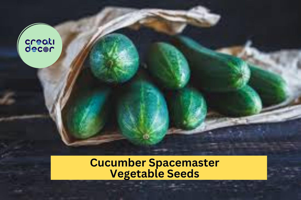 3pcs x 1g Cucumber Spacemaster 80 Seeds – Compact Bush Variety for Containers, Raised Beds, or Small Garden Spaces Seeds for Planting